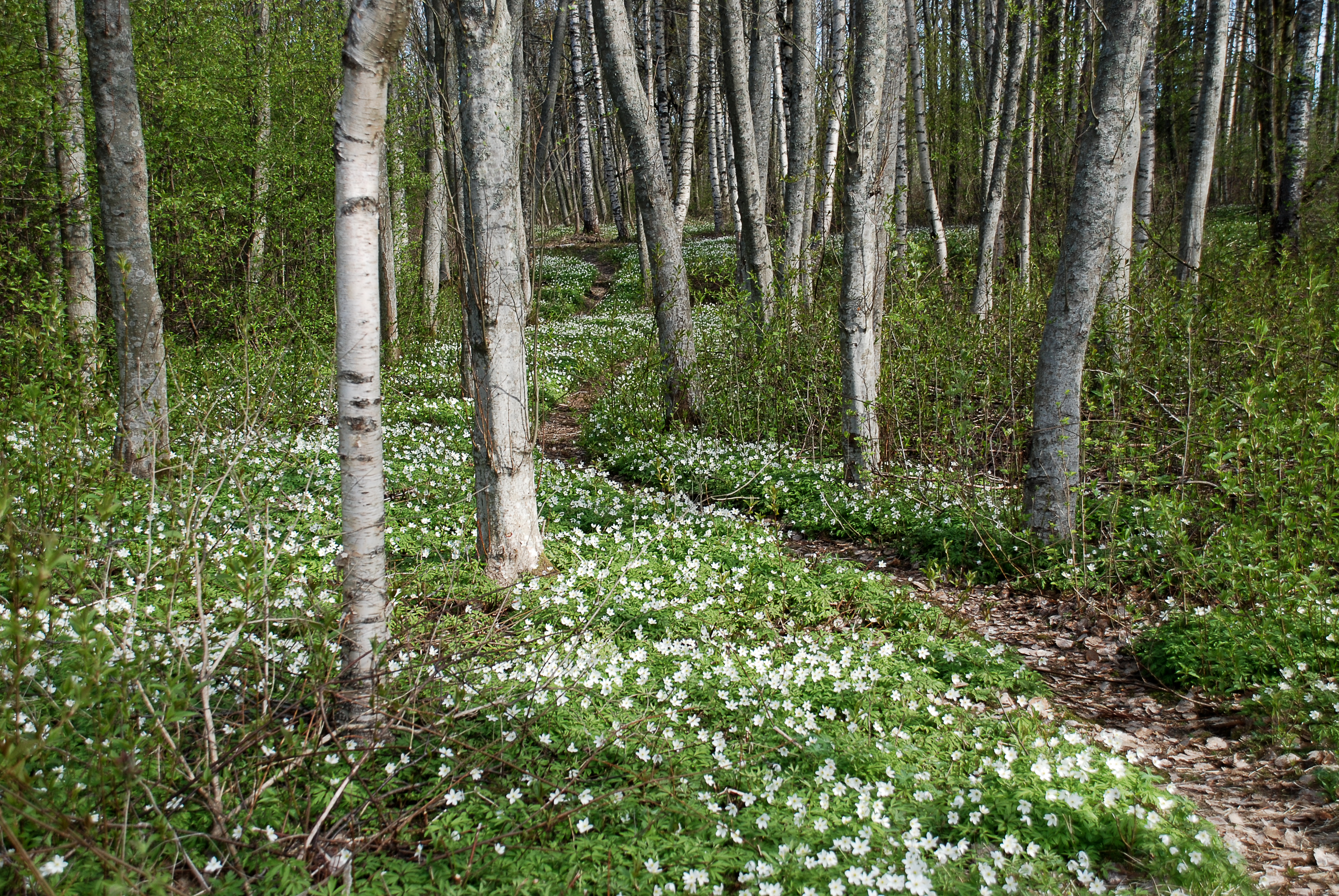 kristinestad koe aktiviteetit luonto