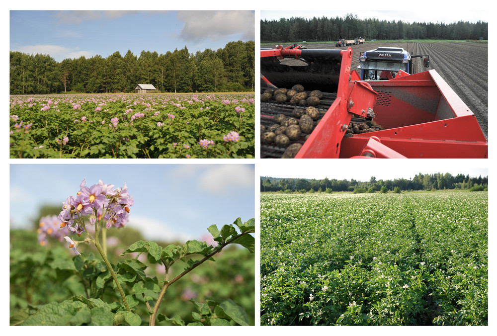 kristiinank. koe nahtava krserikoisuudet